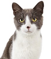Котки